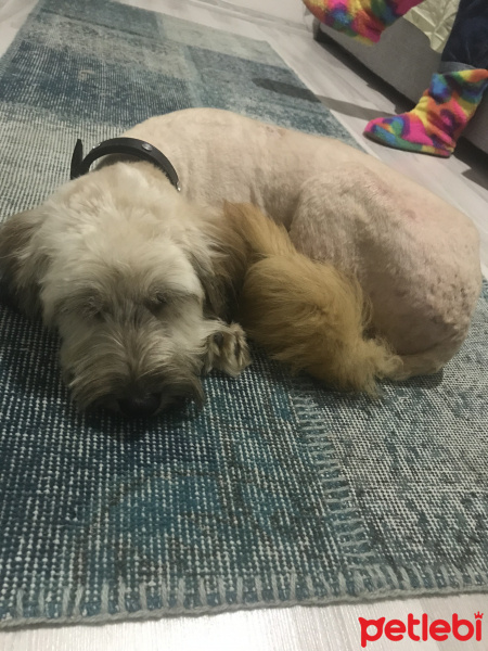 Airedale Terrier, Köpek  Bucky fotoğrafı