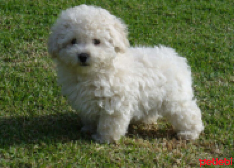 Poodle(Standart Kaniş), Köpek  KÖPÜK fotoğrafı