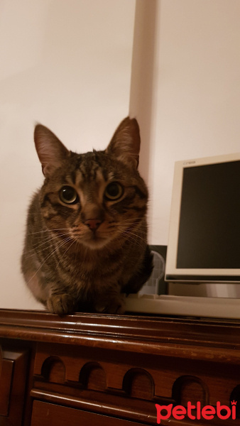 Tekir Kedi, Kedi  Kadfe fotoğrafı