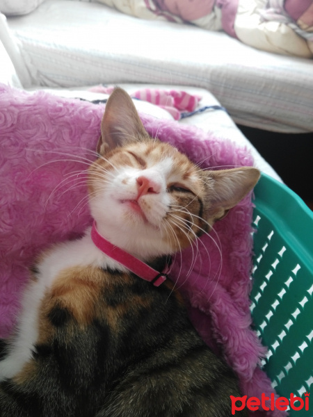Tekir Kedi, Kedi  BONCUK fotoğrafı