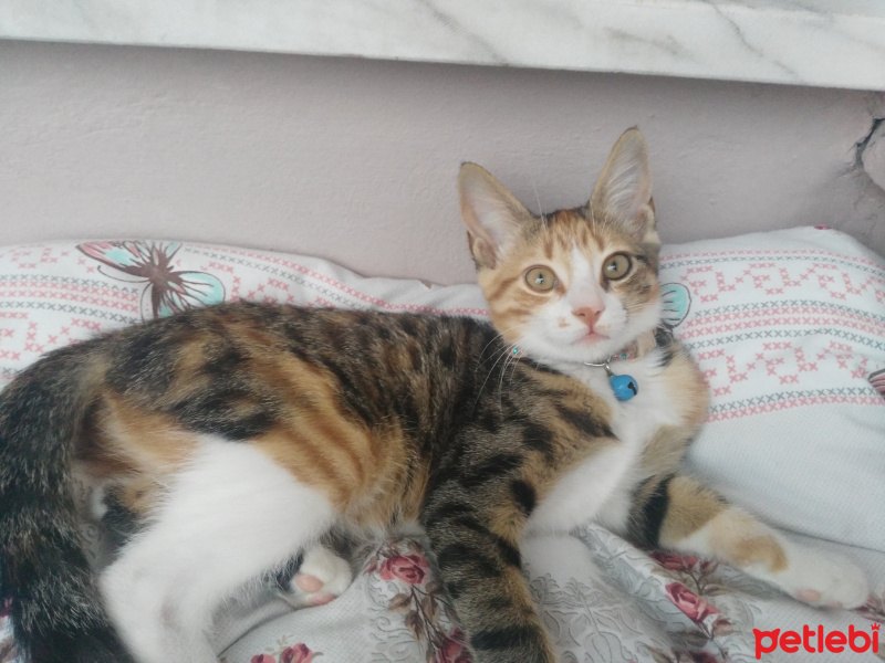 Tekir Kedi, Kedi  BONCUK fotoğrafı