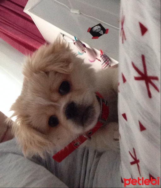 Pekingese, Köpek  maya fotoğrafı