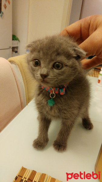 Scottish Fold, Kedi  Minnoş fotoğrafı