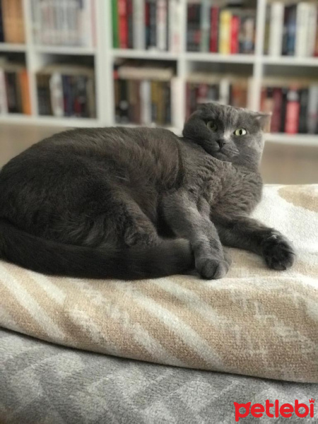 Scottish Fold, Kedi  Minnoş fotoğrafı