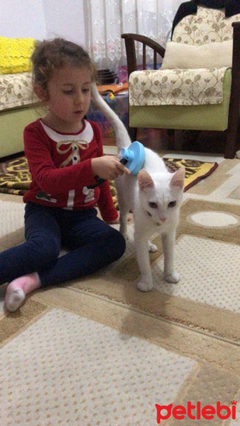 Van Kedisi, Kedi  Köpük fotoğrafı