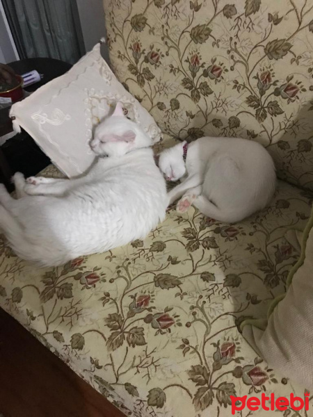 Van Kedisi, Kedi  Köpük fotoğrafı