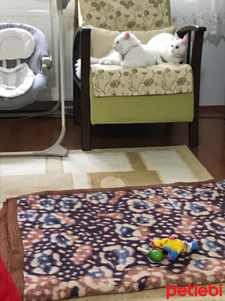 Van Kedisi, Kedi  Köpük fotoğrafı