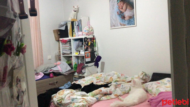 Van Kedisi, Kedi  Köpük fotoğrafı