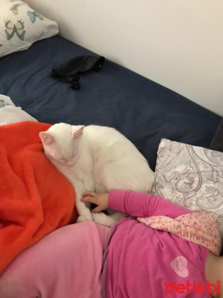 Van Kedisi, Kedi  Köpük fotoğrafı