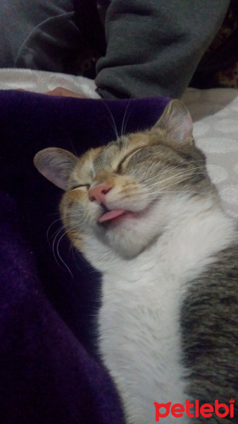 Tekir Kedi, Kedi  Alvin fotoğrafı