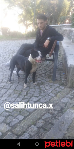 Amerikan Staffordshire Terrier, Köpek  Daisy fotoğrafı
