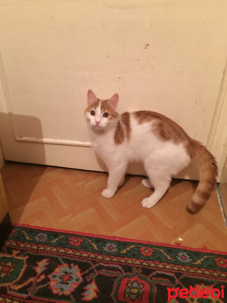 Sarman, Kedi  Bihter Kızıma ömürlük yuva arıyorum.. 05453749466 fotoğrafı