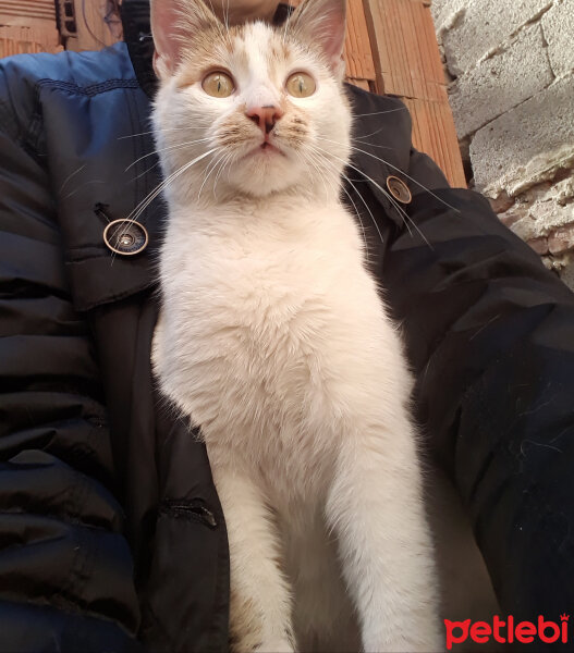 Tekir Kedi, Kedi  Benekli fotoğrafı