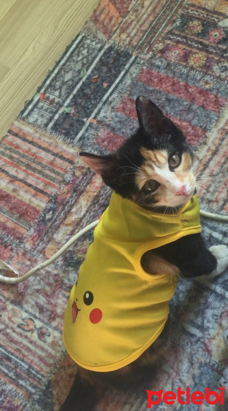 Tekir Kedi, Kedi  Maya fotoğrafı