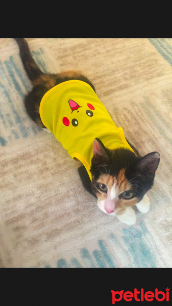 Tekir Kedi, Kedi  Maya fotoğrafı