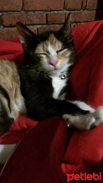 Tekir Kedi, Kedi  Maya fotoğrafı