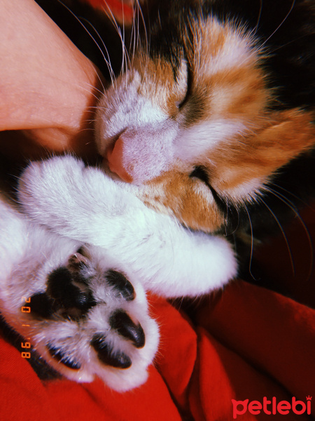 Tekir Kedi, Kedi  Maya fotoğrafı