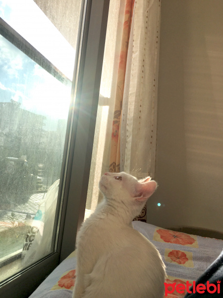 Tekir Kedi, Kedi  Rüzgar fotoğrafı
