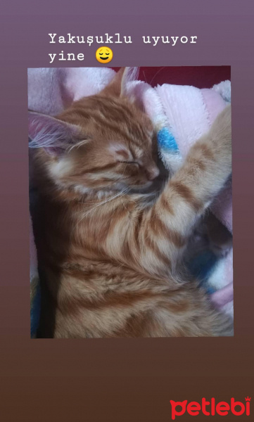 Sarman, Kedi  Venüs fotoğrafı