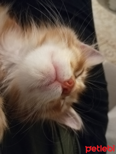 Sarman, Kedi  Venüs fotoğrafı