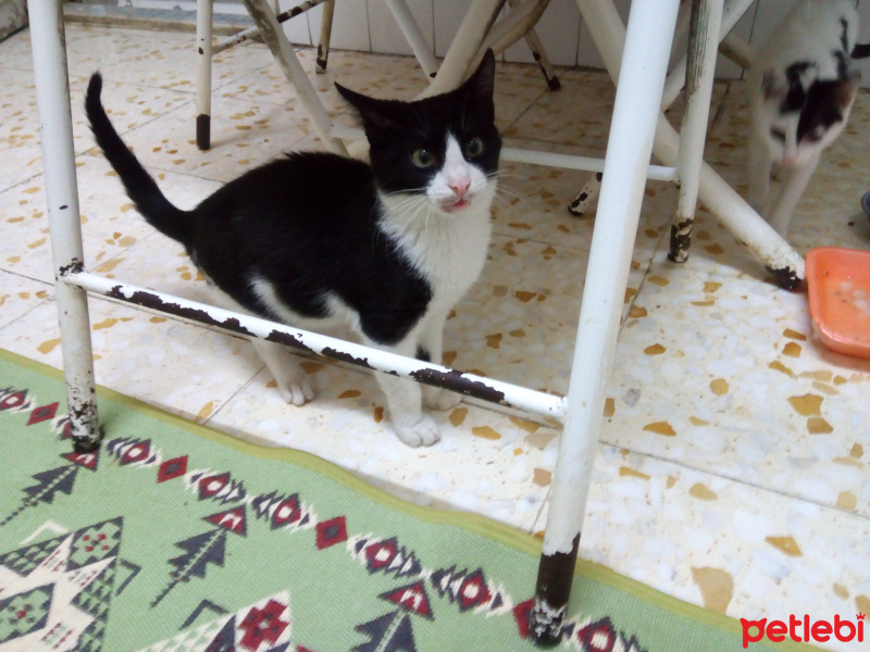 Tekir Kedi, Kedi  Cingöz fotoğrafı