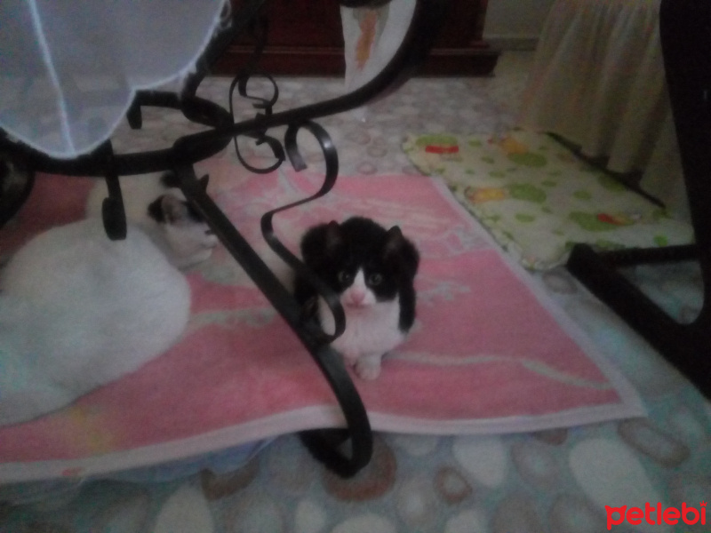 Tekir Kedi, Kedi  Cingöz fotoğrafı