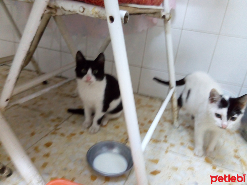 Tekir Kedi, Kedi  Cingöz fotoğrafı
