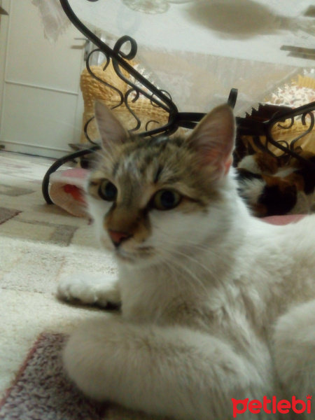 Van Kedisi, Kedi  Kaçak fotoğrafı