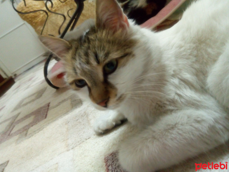 Van Kedisi, Kedi  Kaçak fotoğrafı