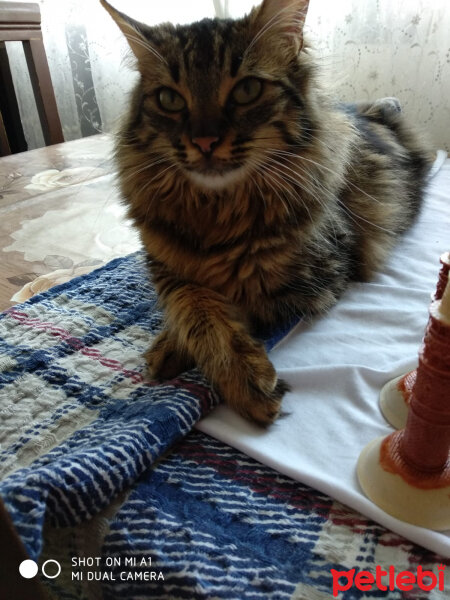 Maine Coon, Kedi  Mia fotoğrafı