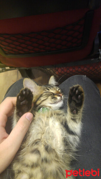 Maine Coon, Kedi  Mia fotoğrafı