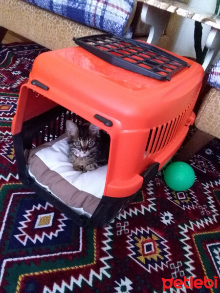 Maine Coon, Kedi  Mia fotoğrafı