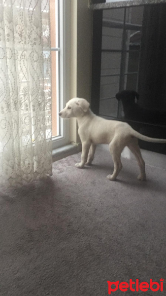 Golden Retriever, Köpek  Rozi fotoğrafı
