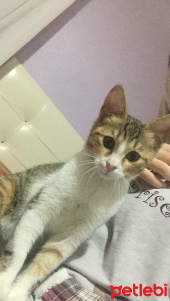 Tekir Kedi, Kedi  Maya fotoğrafı