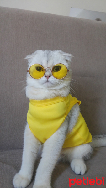 Scottish Fold, Kedi  Turta fotoğrafı