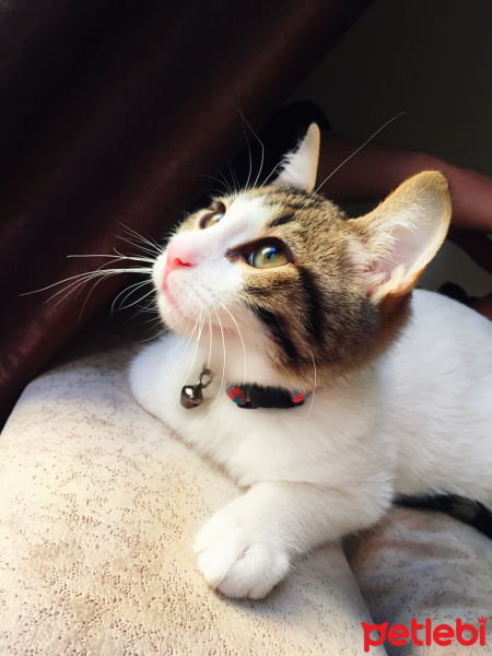 Tekir Kedi, Kedi  Charlie fotoğrafı