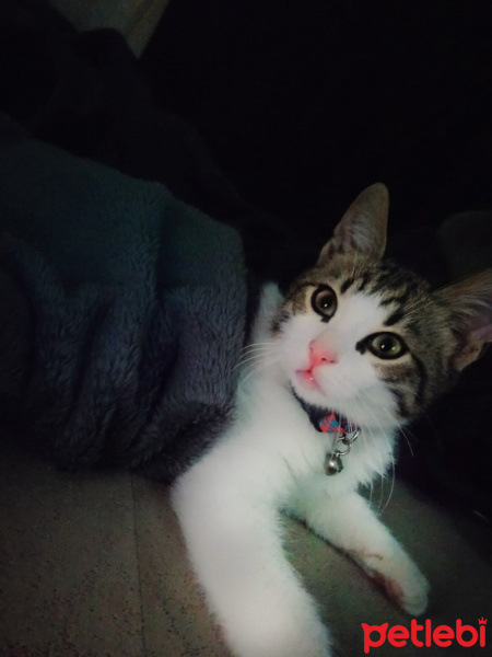 Tekir Kedi, Kedi  Charlie fotoğrafı
