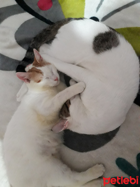 Tekir Kedi, Kedi  şero fotoğrafı