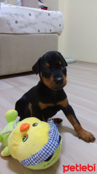 Doberman Pinscher, Köpek  Ateş fotoğrafı