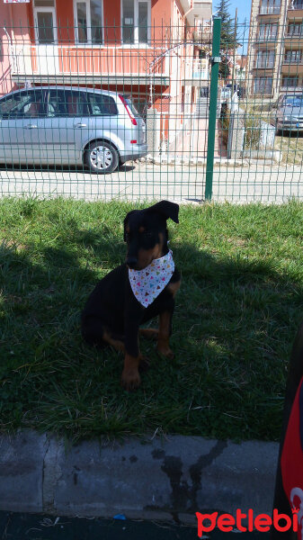 Doberman Pinscher, Köpek  Ateş fotoğrafı