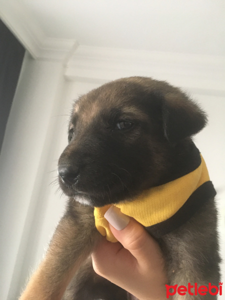 Alman Çoban Köpeği, Köpek  Rodi fotoğrafı