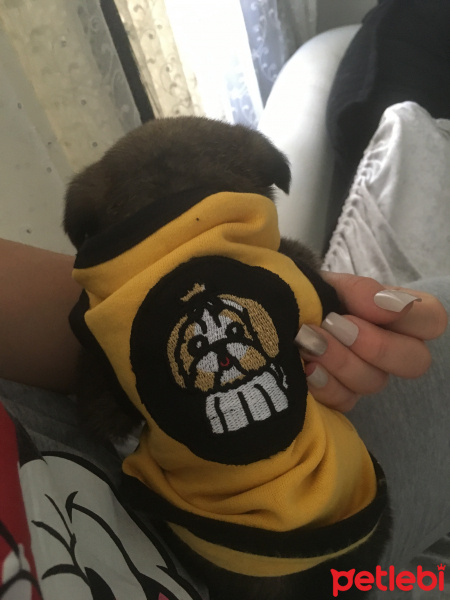Alman Çoban Köpeği, Köpek  Rodi fotoğrafı