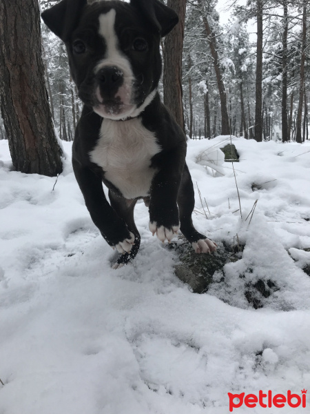 Amerikan Staffordshire Terrier, Köpek  Zeus fotoğrafı