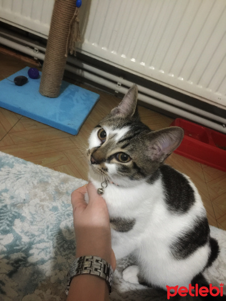 Tekir Kedi, Kedi  Gofret fotoğrafı