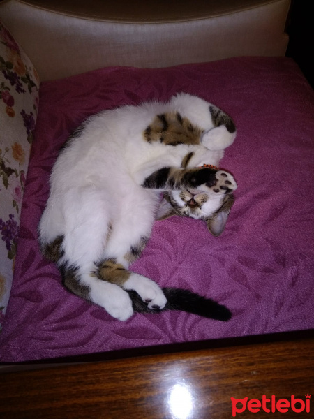 Tekir Kedi, Kedi  Gofret fotoğrafı