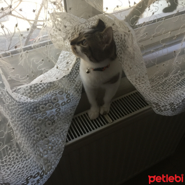 Tekir Kedi, Kedi  Gofret fotoğrafı