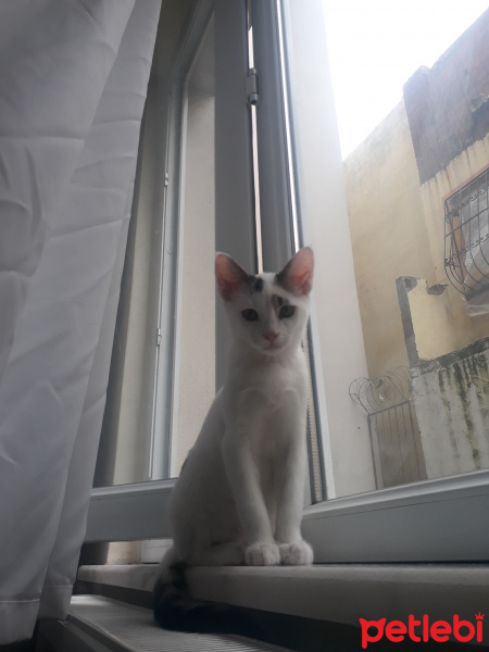 Tekir Kedi, Kedi  Lola fotoğrafı