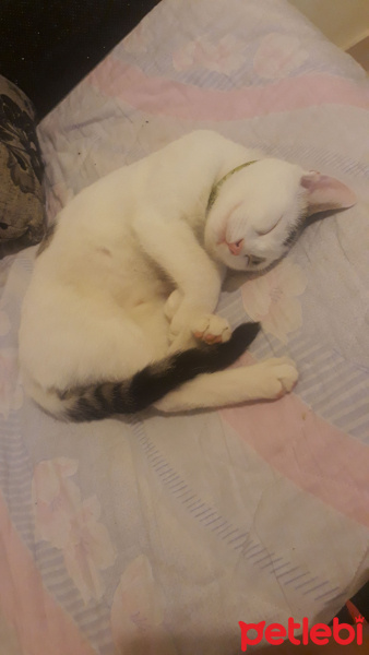 Tekir Kedi, Kedi  Lola fotoğrafı