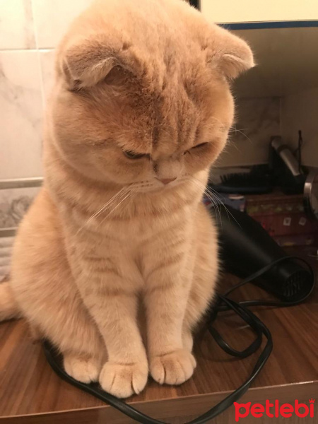 Scottish Fold, Kedi  Latte fotoğrafı