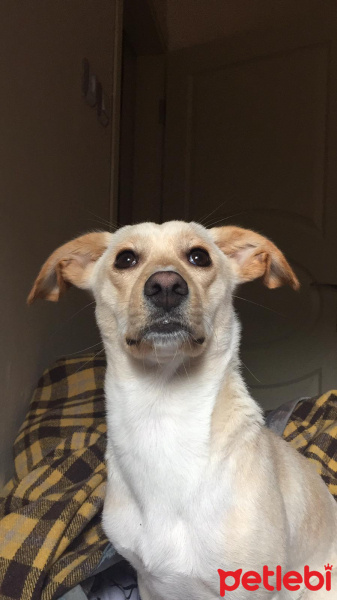 Jack Russell Terrier, Köpek  Raven fotoğrafı